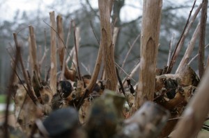 Composition — Taken for Beginning Photojournalism