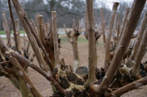 Composition — Taken for Beginning Photojournalism