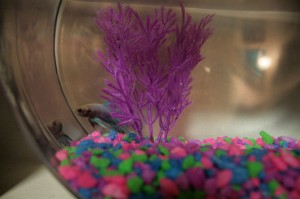 Shiny — Taken for Beginning Photojournalism