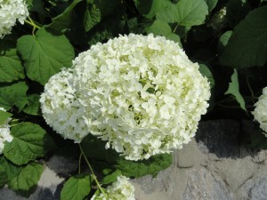 Flower — Taken in Asheville, NC