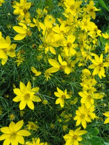 Flowers — Taken in Asheville, NC