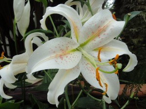 Flower — Taken in Asheville, NC