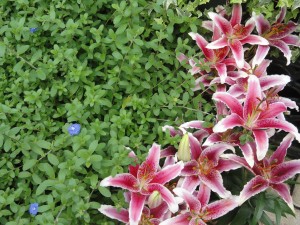 Flowers — Taken in Asheville, NC