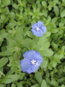 Flowers — Taken in Asheville, NC