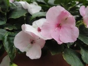 Flowers — Taken in Asheville, NC