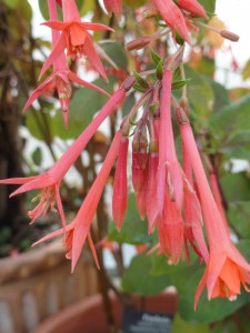 Flower — Taken in Asheville, NC