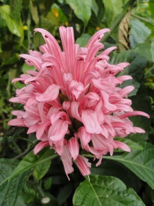 Flower — Taken in Asheville, NC