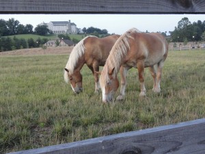 Framing — Taken in Asheville, NC