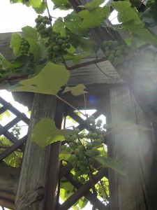 Grapes — Taken in Asheville, NC