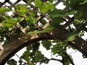 Grapes — Taken in Asheville, NC