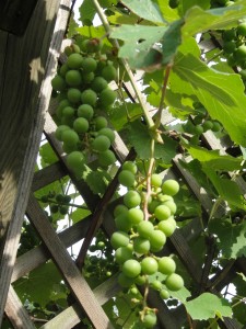 Grapes — Taken in Asheville, NC