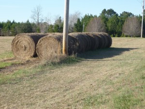 Country — Taken in Conway, SC