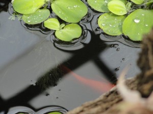 Lily — Taken in Asheville, NC