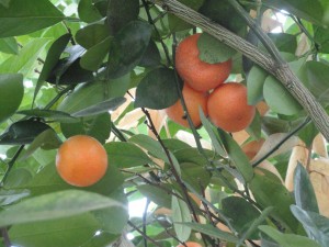 Orange — Taken in Asheville, NC