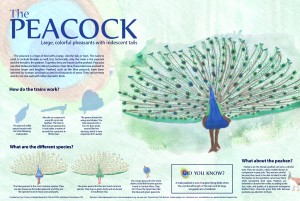 The Peacock infographic — Created for Information Graphics course at UNC-CH