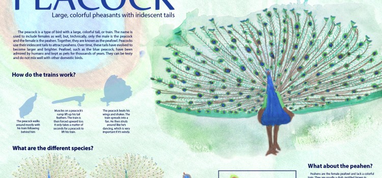 The Peacock infographic The Peacock infographic