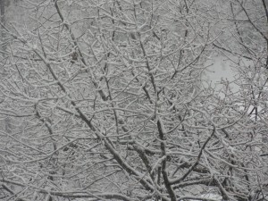 Snow — Taken in Chapel Hill, NC
